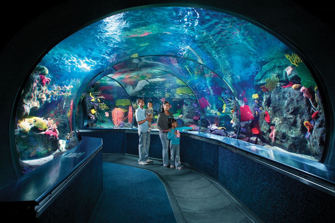 family smiling looking at the aquariums at Ripley's Aquarium