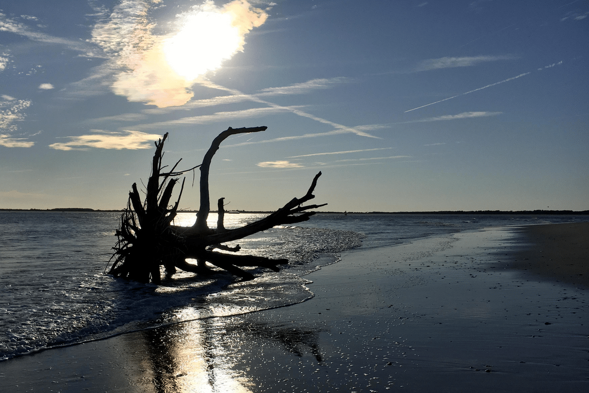 Big piece of wood laying on the beach