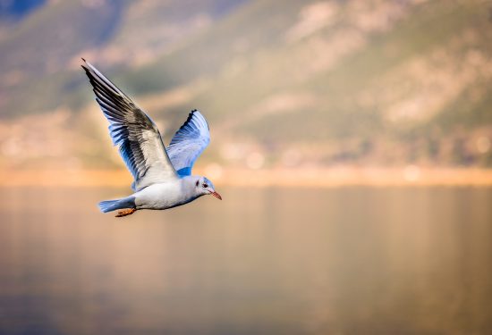 Seagull flying over ocean at sunset