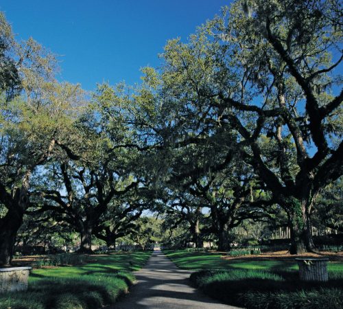 Brookgreen Gardens Oak Allee