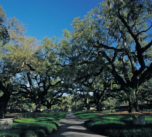 Brookgreen Gardens Oak Allee